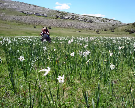 File 034 Narcisses et ...