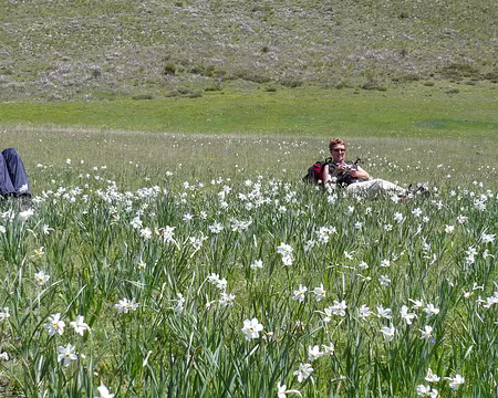 File 035 ... narcisses.