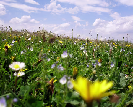 P6100098 Au ras des paquerettes