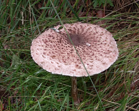 05 Tiens, une coullemelle