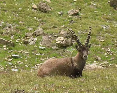 IMG_0470 Contrat rempli: les bouquetins sont bien là!