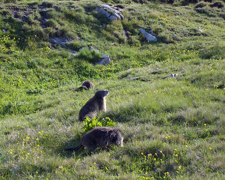 15 en quittant le col de la Vanoise