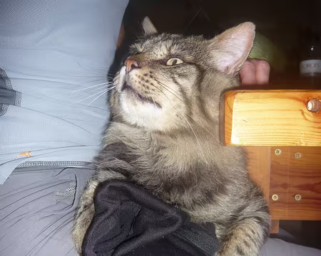 064 Le fauve en redemande