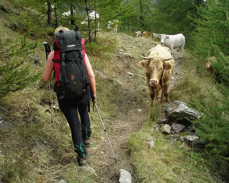 122 Négociation bovine