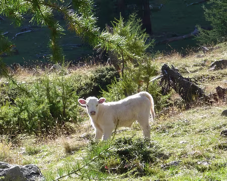 Oisans 008 Un petit jeune