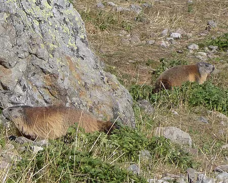 Oisans 045 ÉNORMES marmottes qui n'arrivent plus à courir !