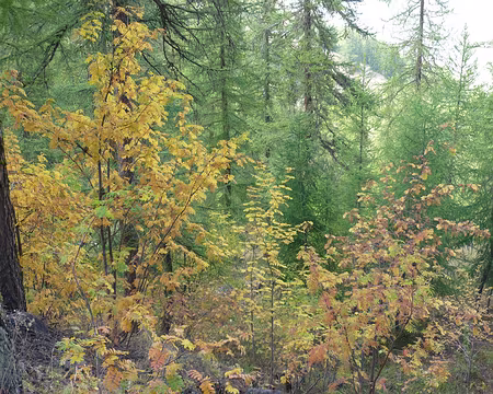 Oisans 098 Descente sur Chantemerle à travers bois