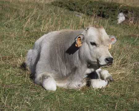 12 Meuh est-ce que j'ai un GPS moi?