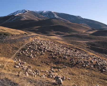 UB070136 Le mouton qui est malheureux c’est celui qui est en liberté, tous les autres sont dans l’enclos