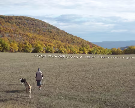 37 00DB0094 la seule bergère qu'on ait vue