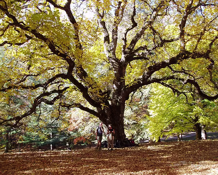 44 MDGz527 Notre Dame de Lure