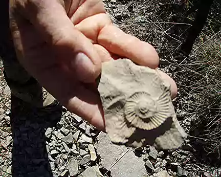 008 Morceau d'ammonite