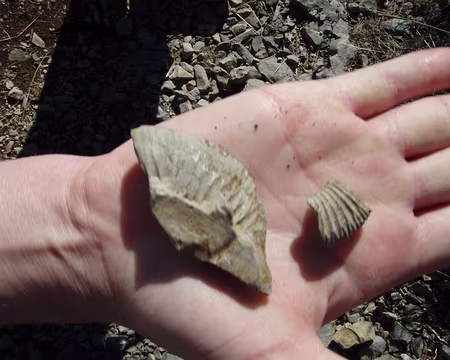 009 Morceaux d'ammonites