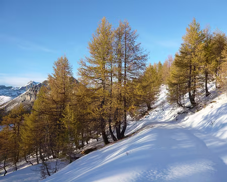 Mercantour 029 Ce pourrait être une belle piste de ski de fond !