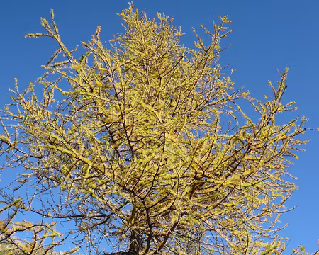 Mercantour 182 Et repartis de bon matin dans les mélèzes en couleur.