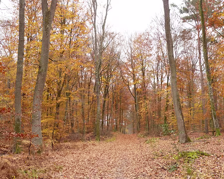 02 La foret d'automne