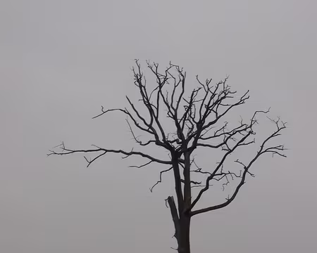 05 Il manque les vautours