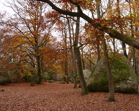 13 Mousse d'automne au Bas cuvier