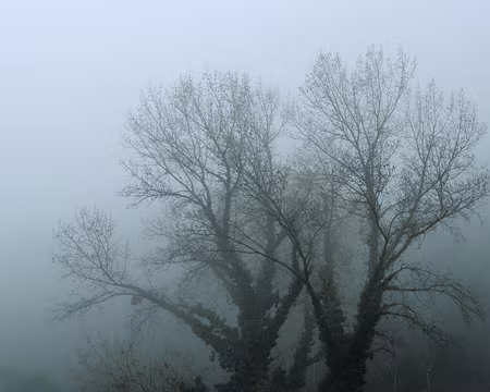 VE070631 Prisonniers du lierre