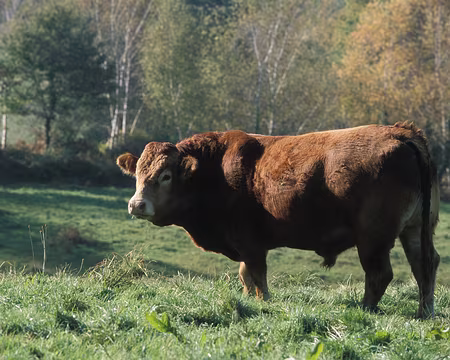 VE070715 Limousin