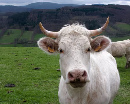 IMG_001z544 Vous avez de beaux yeux