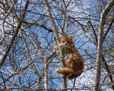 IMG_004 Chat perché !