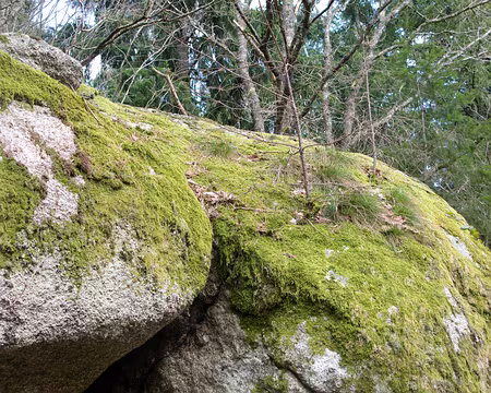 IMG_017a Faux air de Fontainebleau