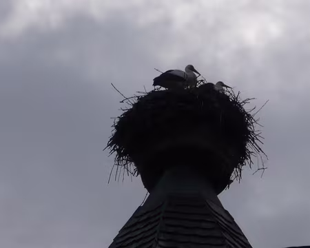 Alsace 020 Oui ! Elles sont là !