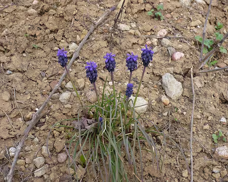 Alsace 024 Les ... comment déjà ?