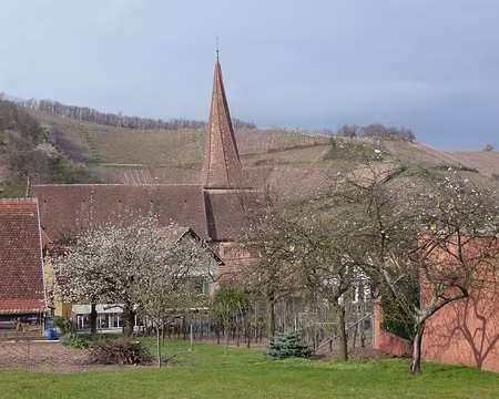 Alsace 088 Le clocher vrillé de l'église St-Gall à Niedermorschwihr.