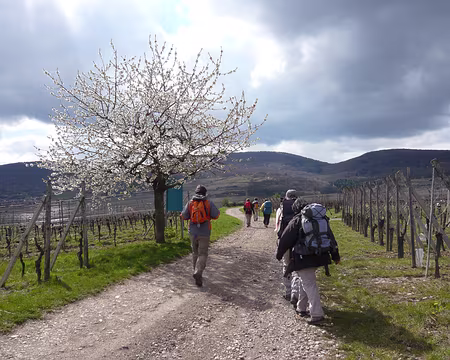 Alsace 150 Et terroir again.