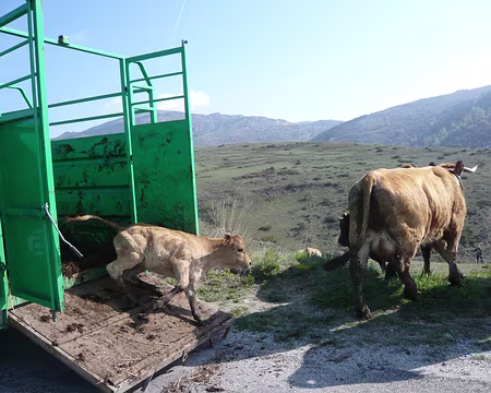 002 Lachez les fauves.