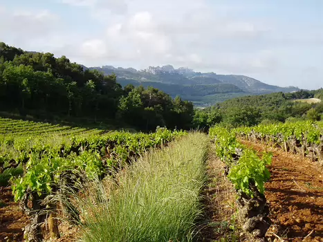 2008-05 Dentelles de Montmirail