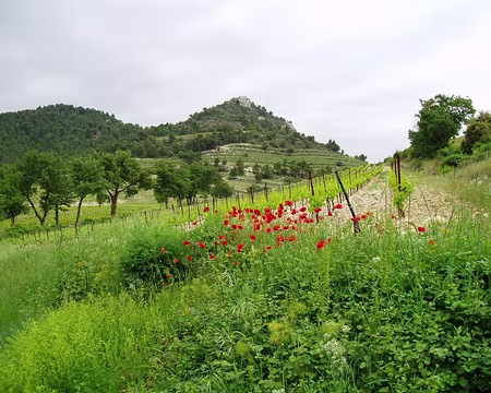 Dentelles 028