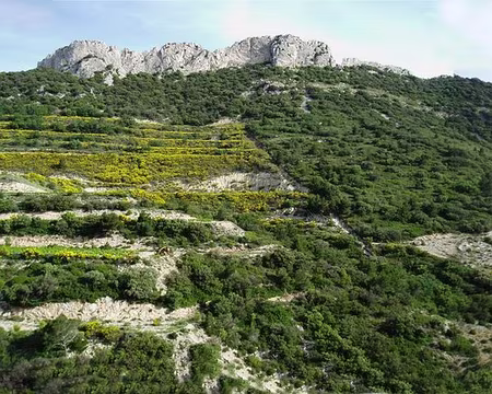 Dentelles 104P