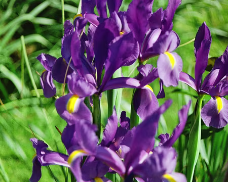 2008 Languedoc 001 iris