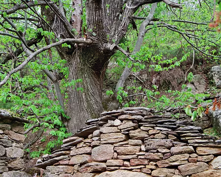 2008 Languedoc 027 four a pain