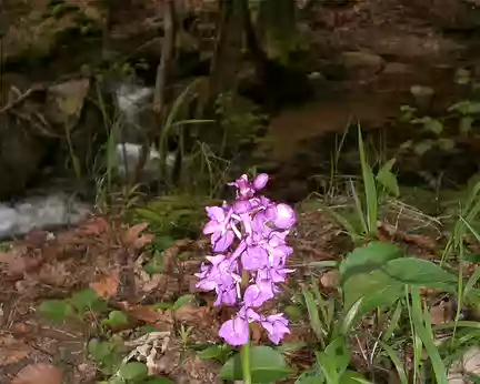 orchis sauvage