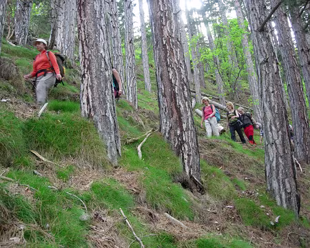 46 Forêt domaniale de Fontpedrouse