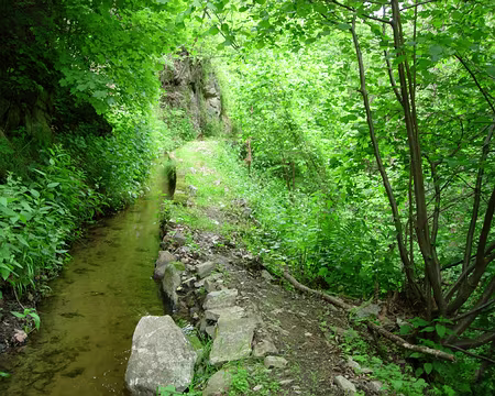 48 Forêt domaniale de Fontpedrouse