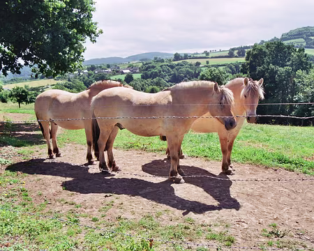 normandie+valais 2008 016 ils nous suivraient bien