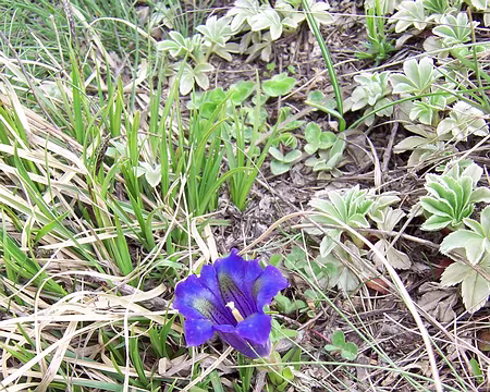 014 Gentiana acaulis (sauf preuve du contraire)