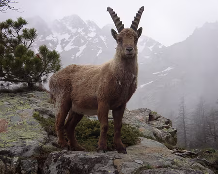 055z575 Près du refuge de Cougourde, il y a des bouquetins qui font la pause. Si, si...