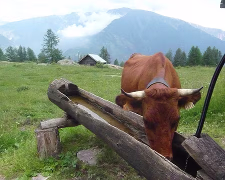 010 7_07 08 vache qui boit_02 elle aussi