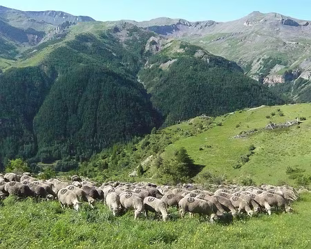 025 8_07 12 brebis B les B de Sallevieille