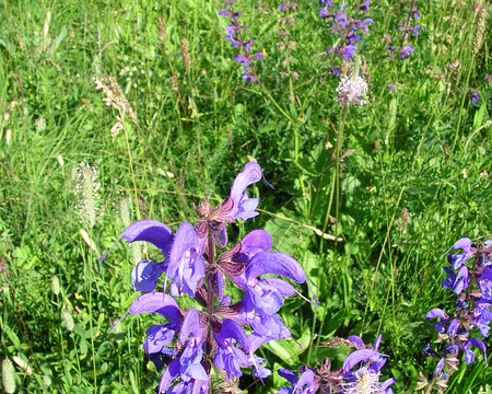 026 8_07 13 Tinee 034