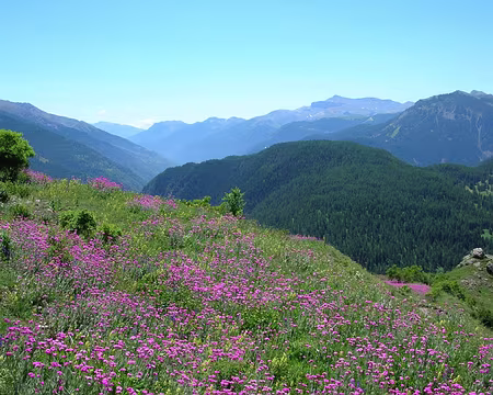 046 10_07 08 Tinee 060 bis des coquelourdes paraît-il