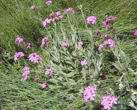 047 10_07 09 coquelourdes ou silenes de Suede les voici