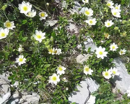 048 dryades à huit pétales, vous pouvez compter