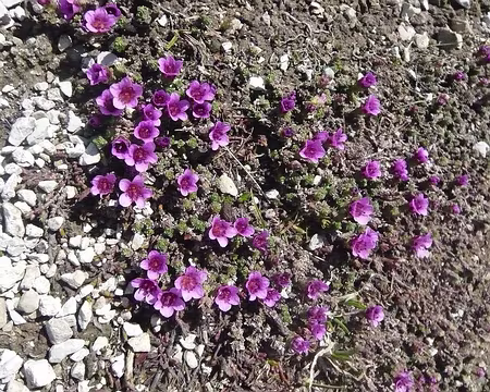 075 11_07 11 59 saxifrages a feuilles opposees des couleurs naturelles, pas de retouches!